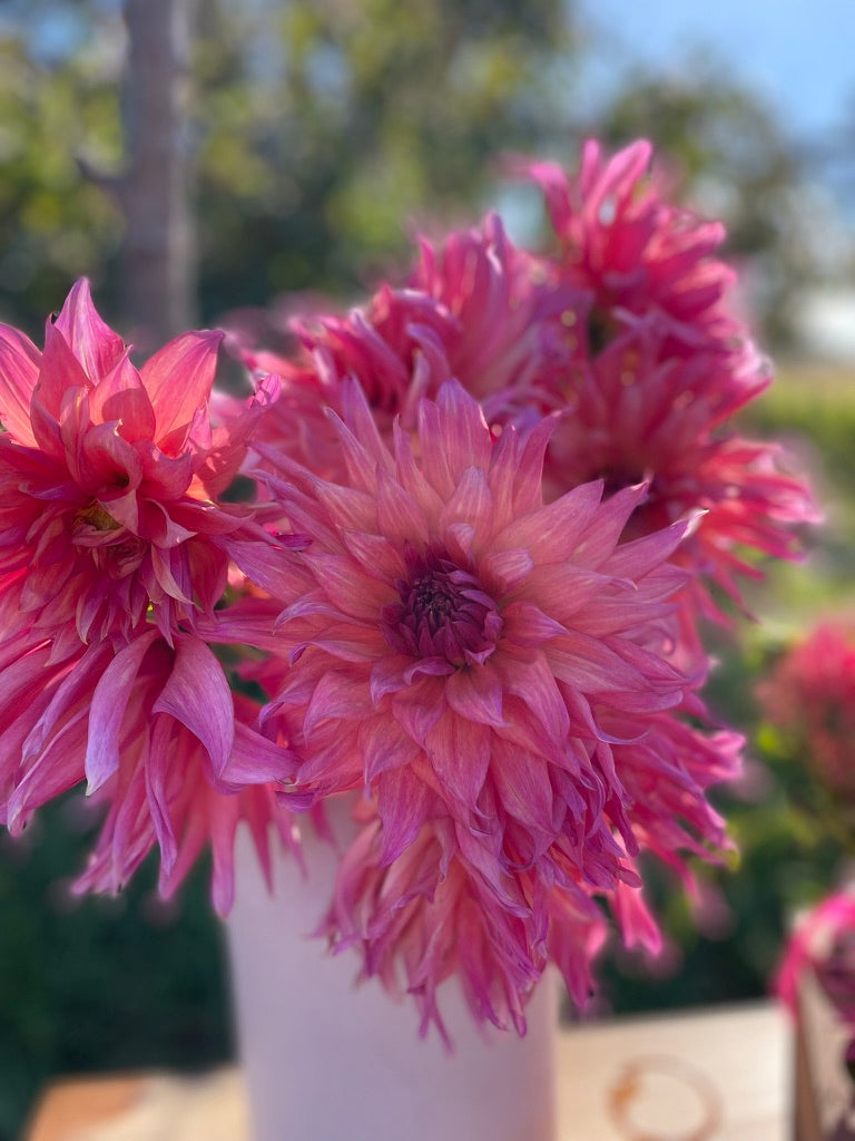 Dahlia - French Watermelon / French Kiss (max 1)