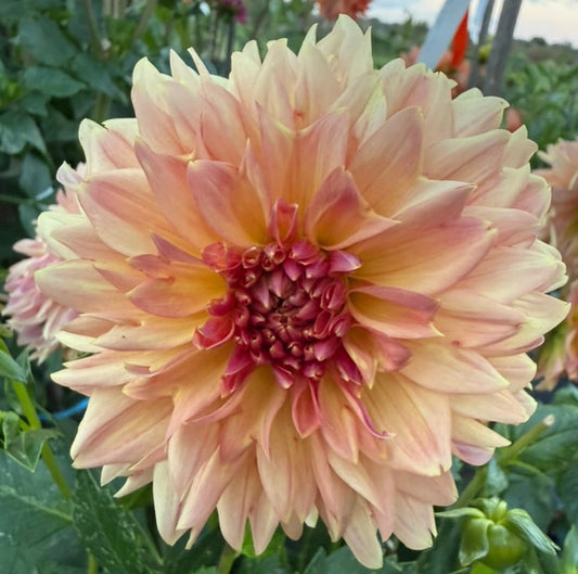 Dahlia - Tooth Fairy