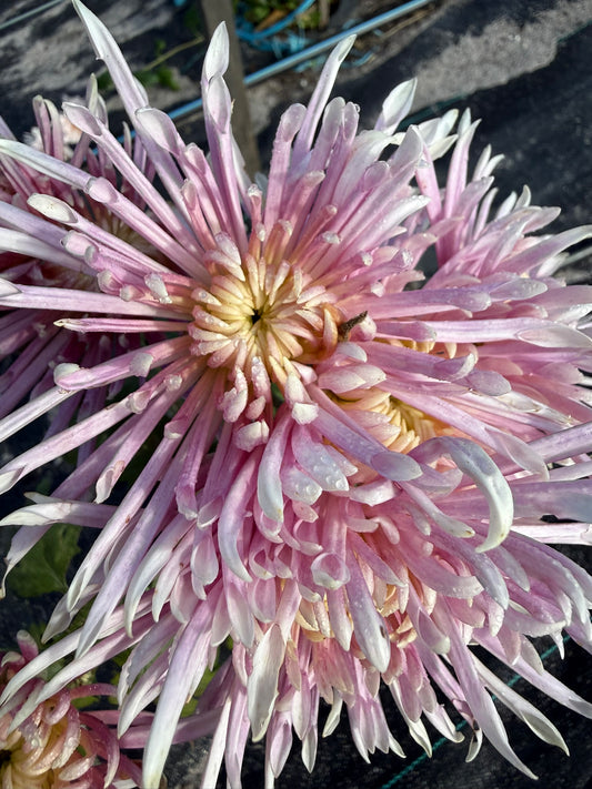 Chrysanthemum - Rooted Cutting - Seaton's Pink Frills