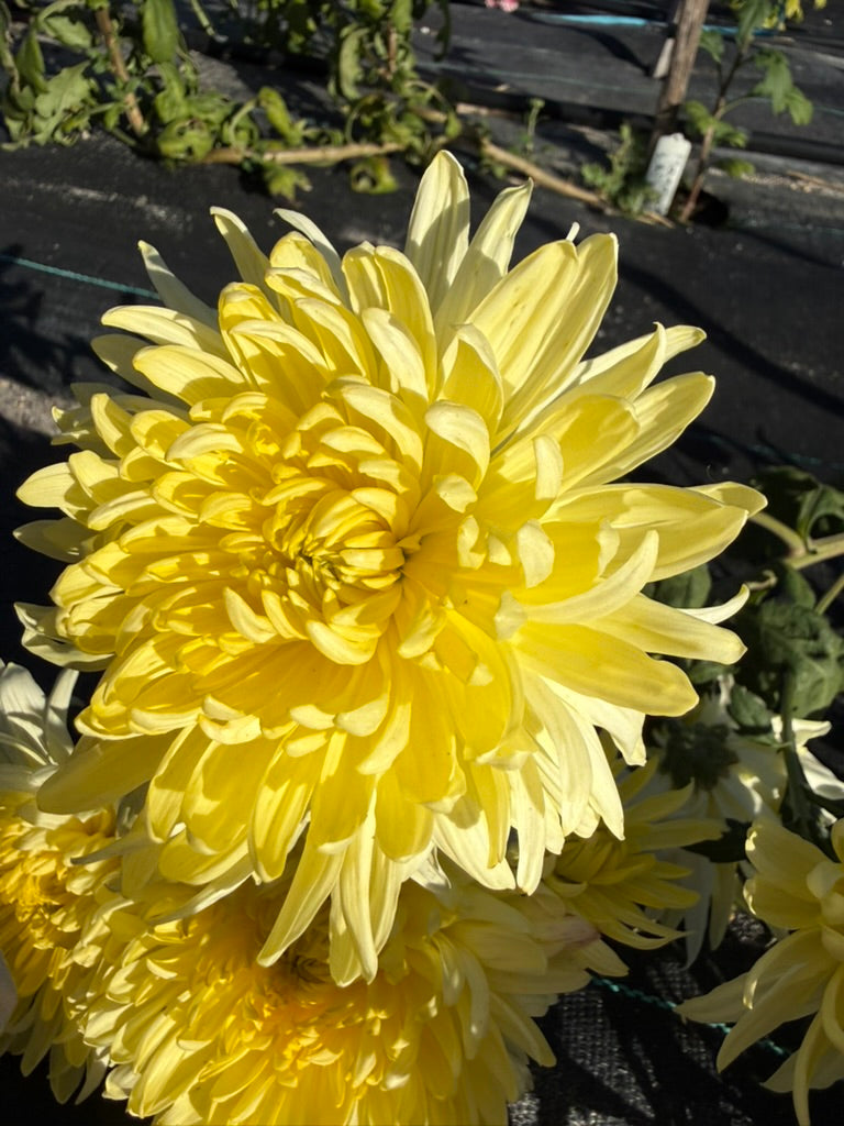 Chrysanthemum - Rooted Cutting - Magnum Yellow