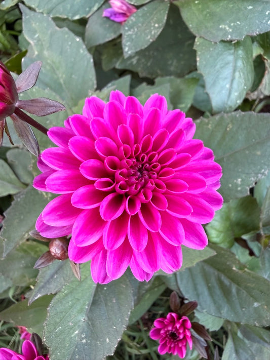 Dahlia - Dahlegria 'Dreamy Lilac'