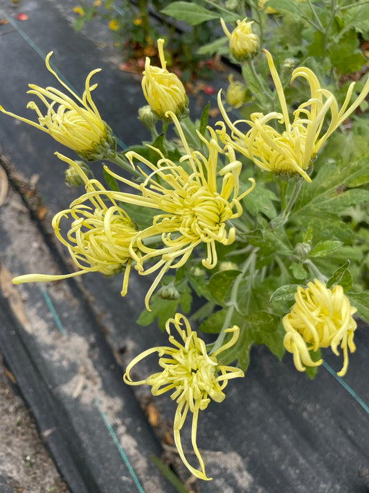 Heirloom Chrysanthemum - rooted cutting - lime green spider