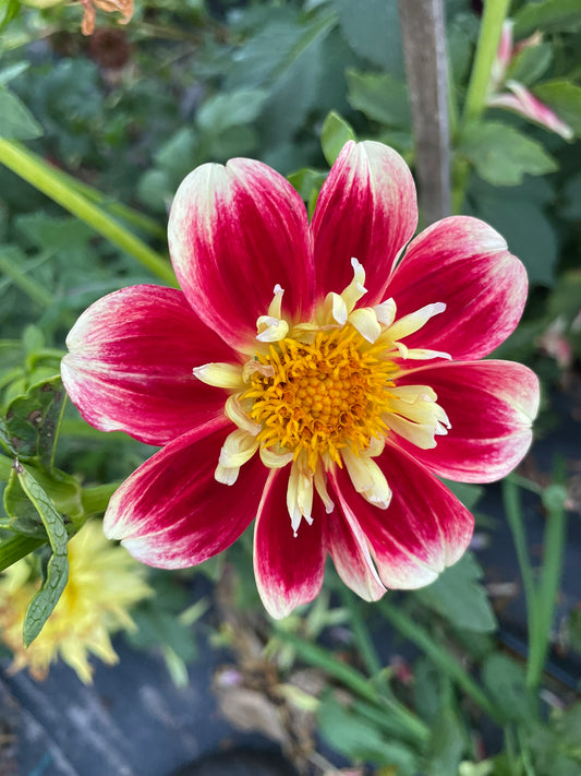 Dahlia - Winkie Satsuma