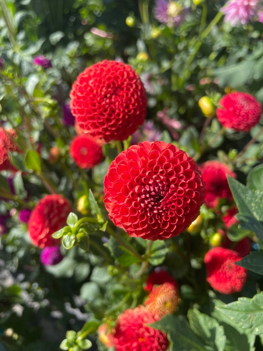 Dahlia - Esme