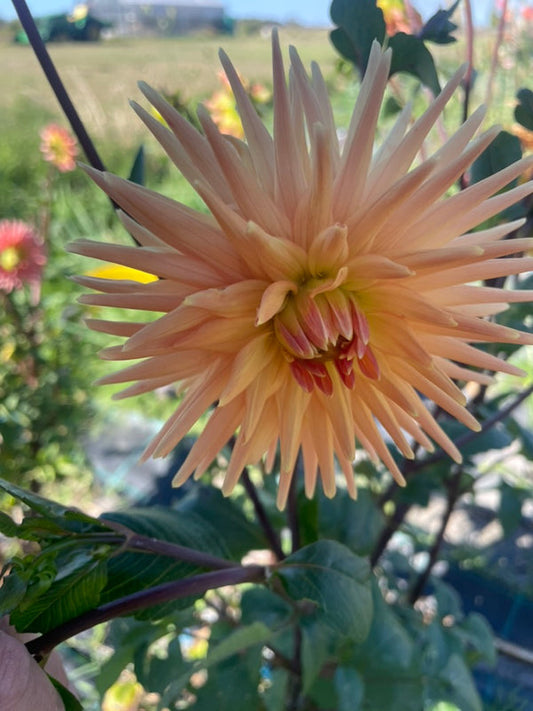 Dahlia Seed - Longwarry Jean