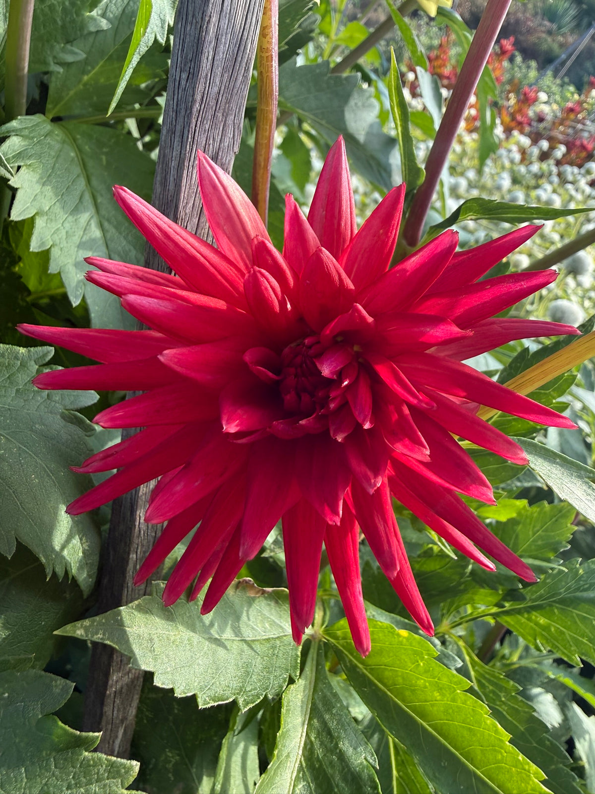 Dahlia - Red Emperor