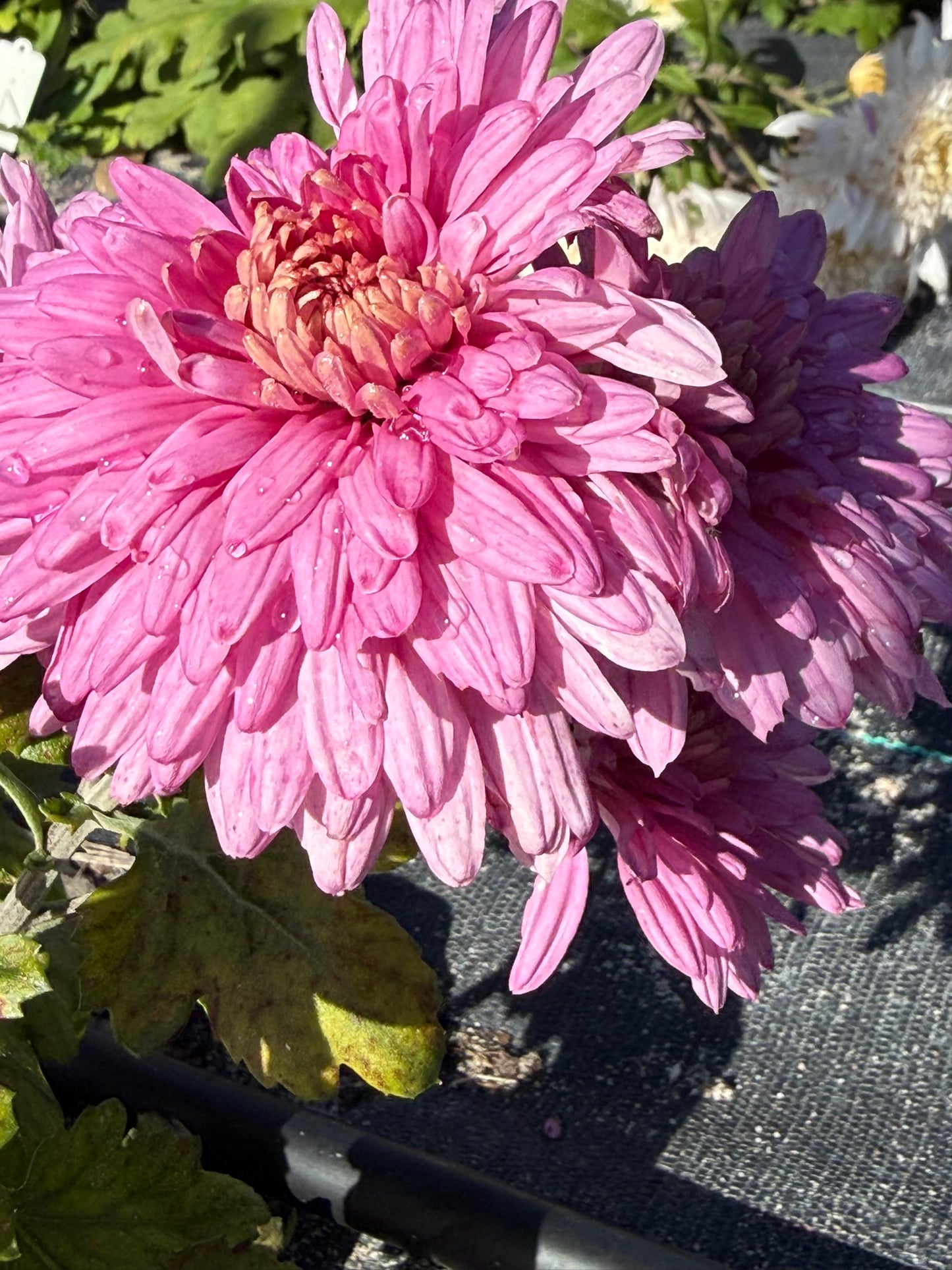 Chrysanthemum - Rooted Cutting -Seaton's Percy