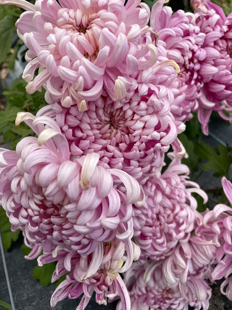 Heirloom Chrysanthemum - Rooted Cutting - Marie