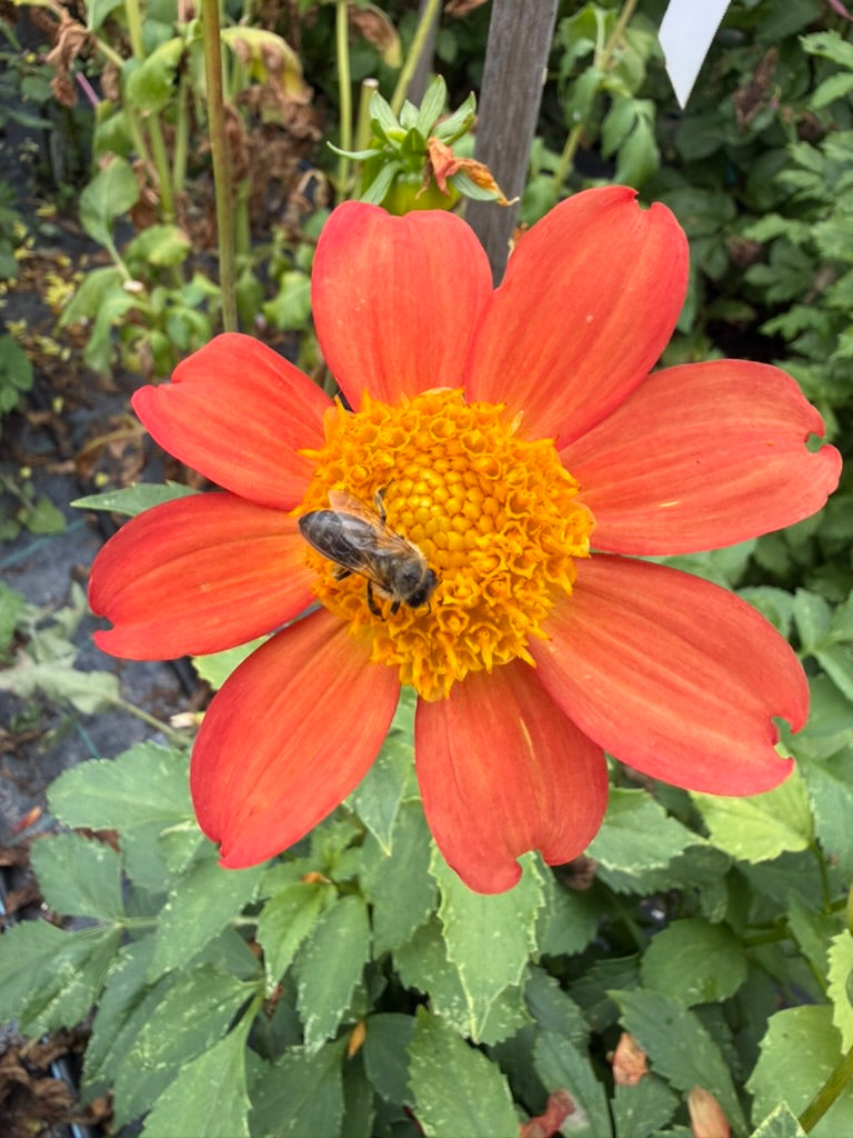 Dahlia - Jerry