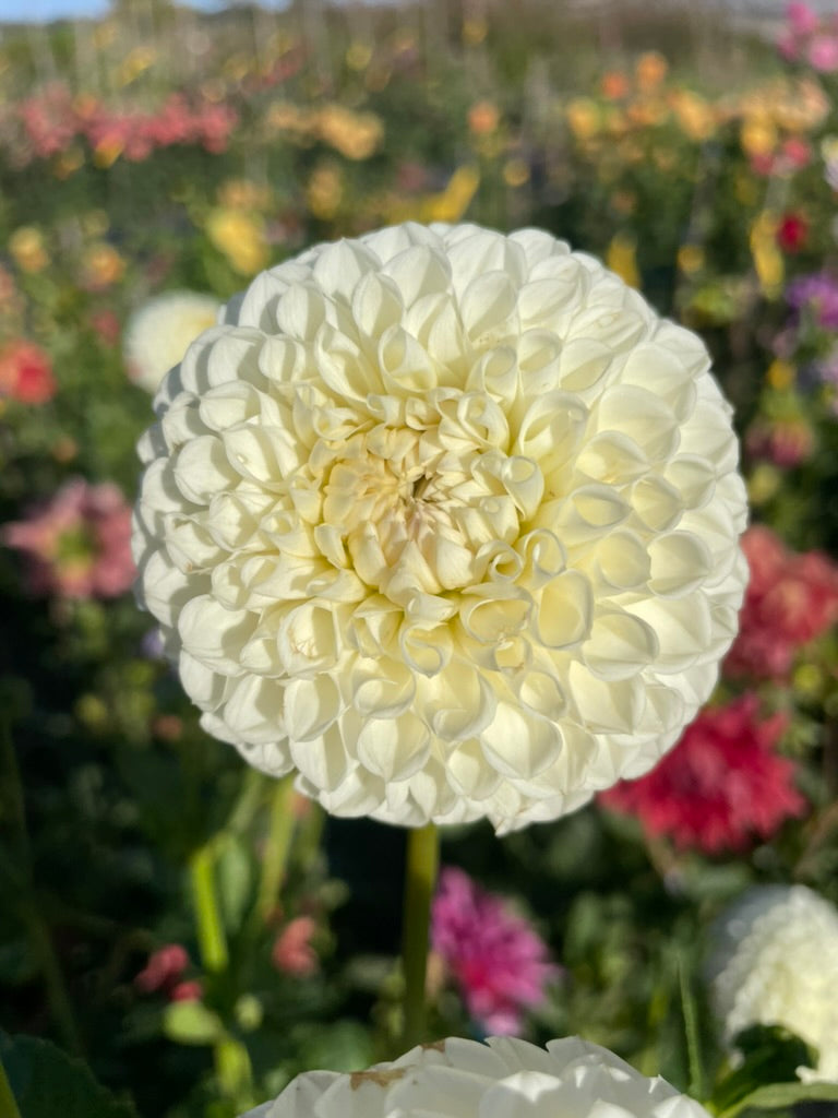 Dahlia - Glenmarc Snowball