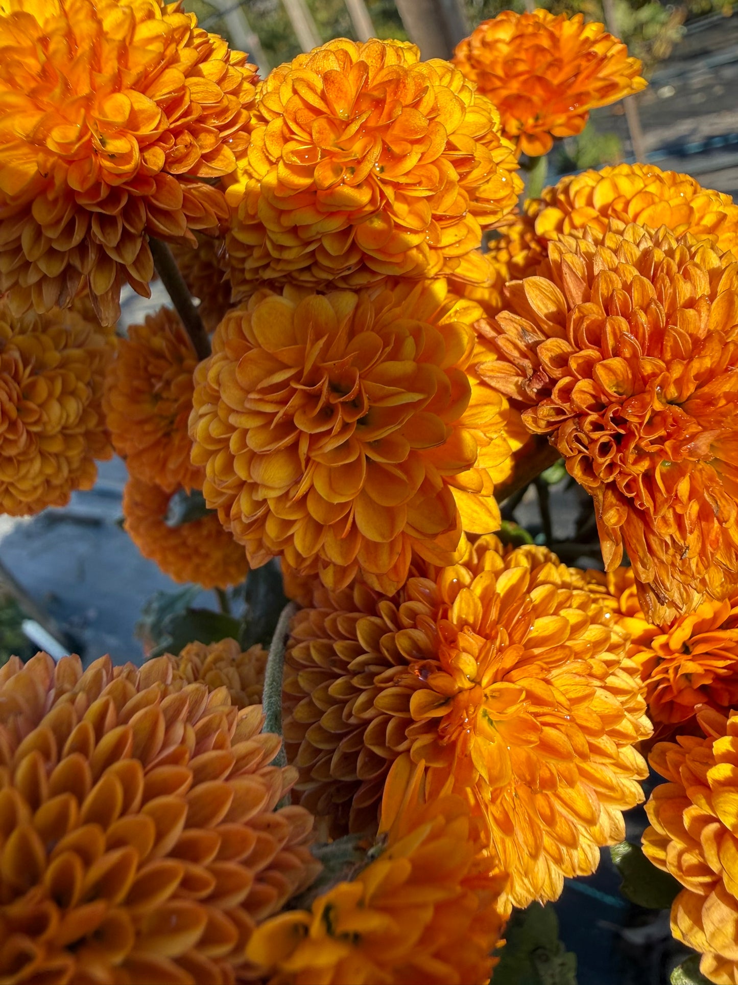 Chrysanthemum - Rooted Cutting - Fireball