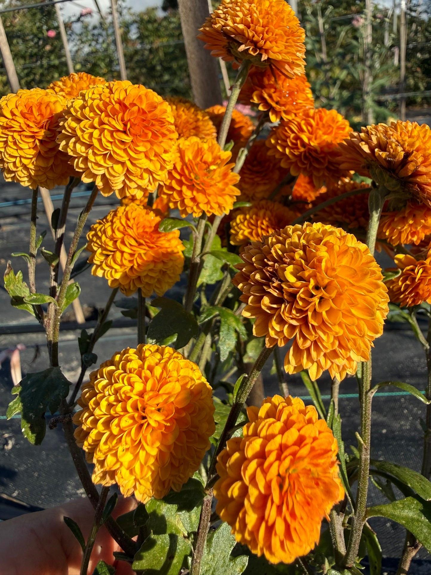 Chrysanthemum - Rooted Cutting - Fireball