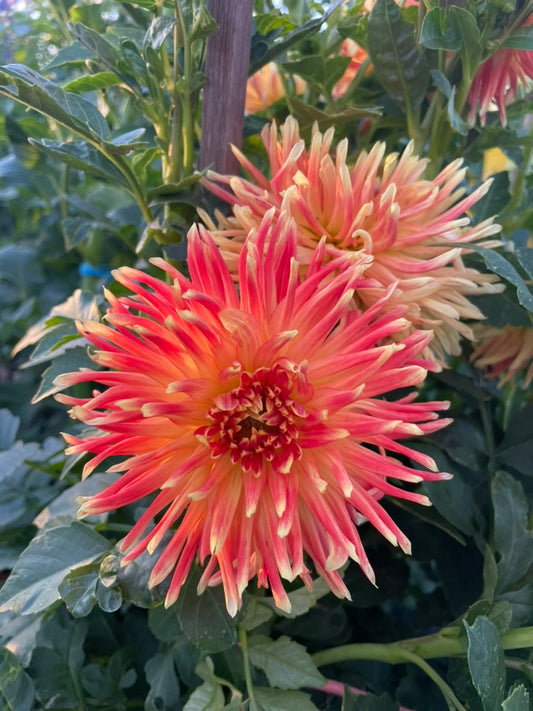 Dahlia Seed - Tuscany