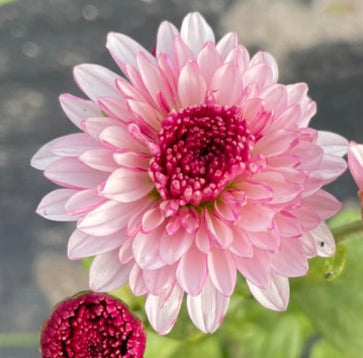 Heirloom Chrysanthemum - Rooted Cutting - Inigma