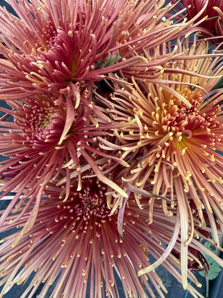 Chrysanthemum - Rooted Cutting - Seaton's Delight