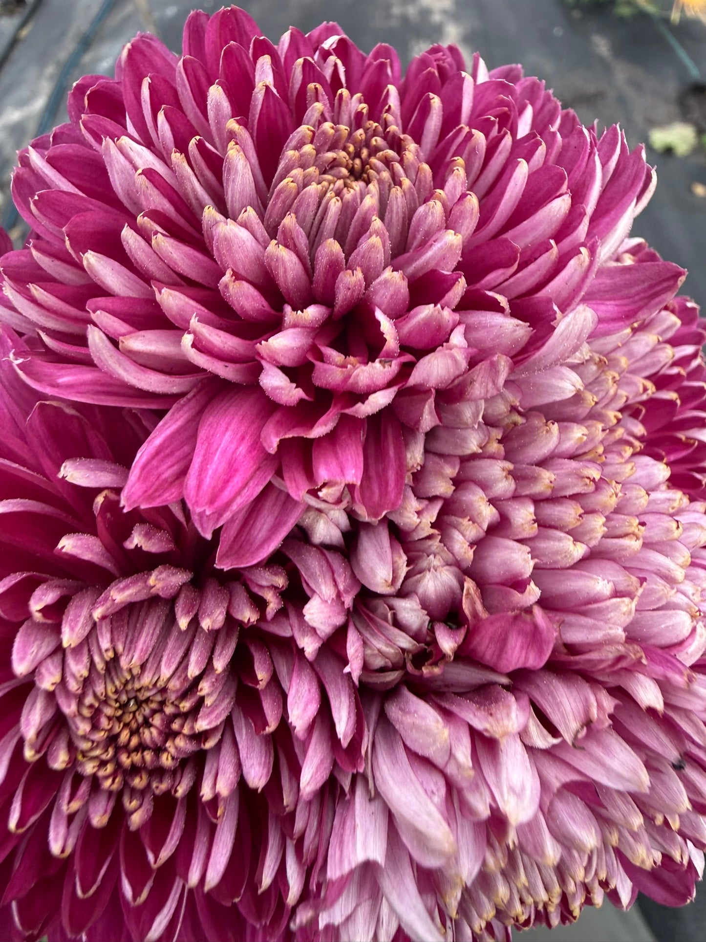 Chrysanthemum - Rooted Cutting - Seaton's Billy