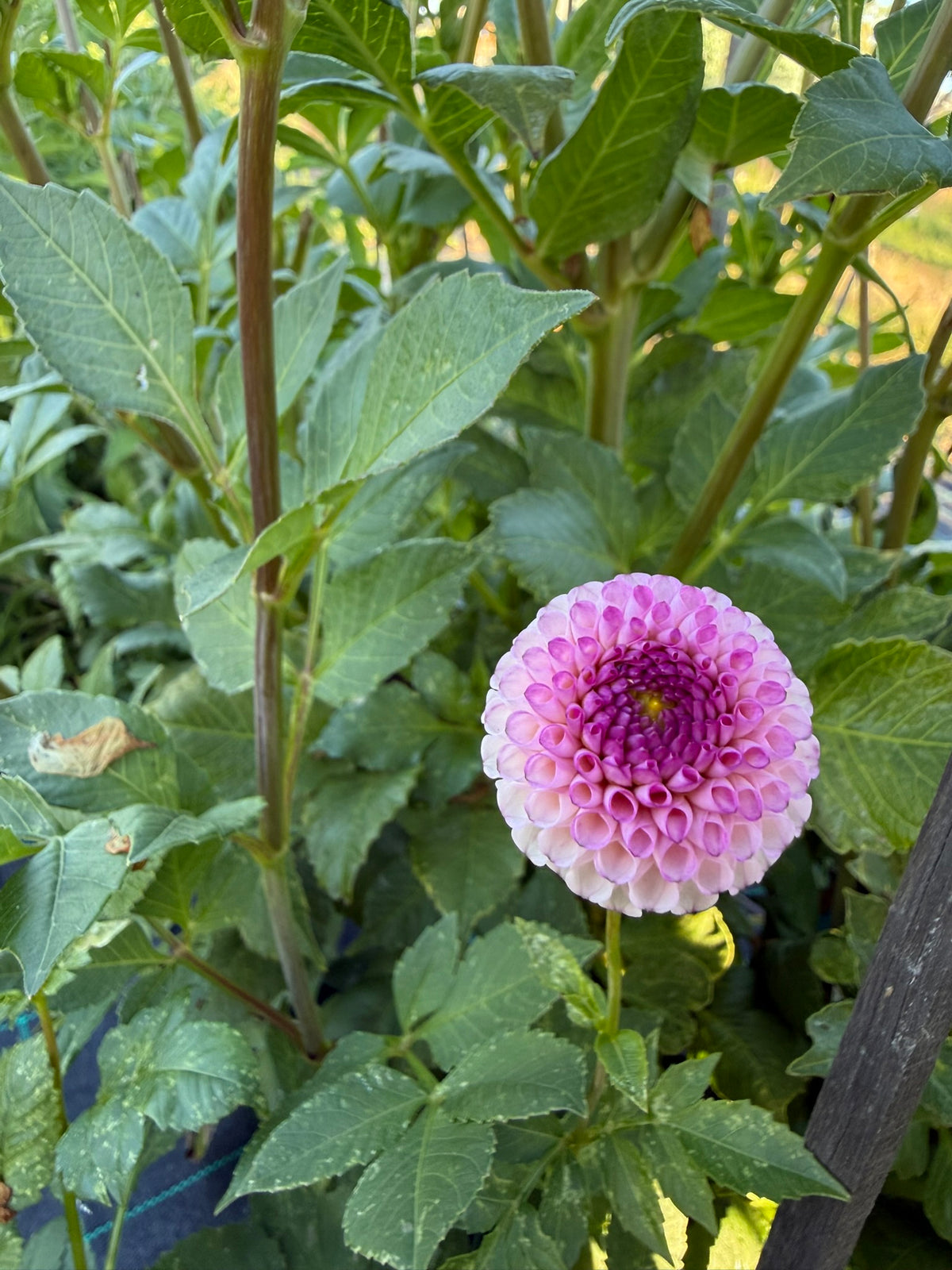 Dahlia - Miwong