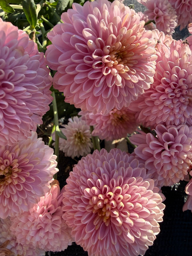 Chrysanthemum - Rooted Cutting - Shabon
