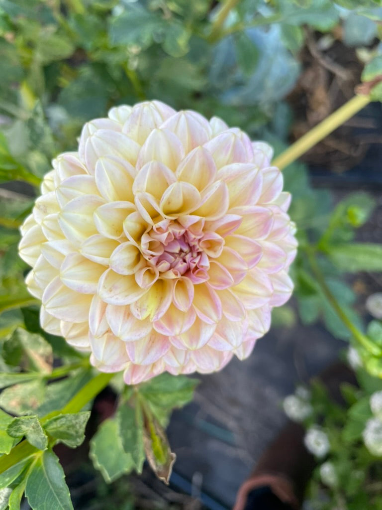 Dahlia - Florelie Harmony