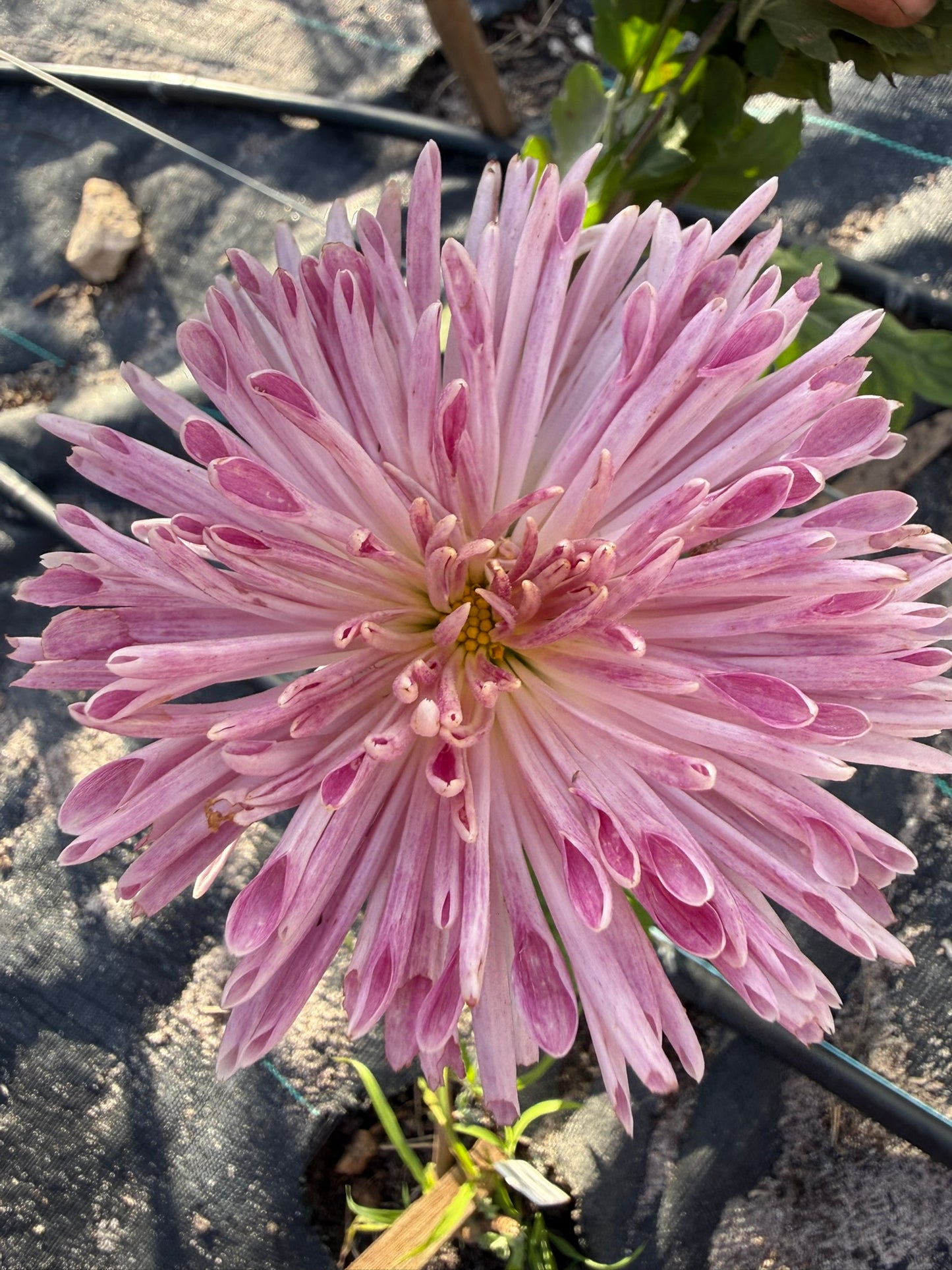 Chrysanthemum - Rooted Cutting - Seaton's Silver Lining
