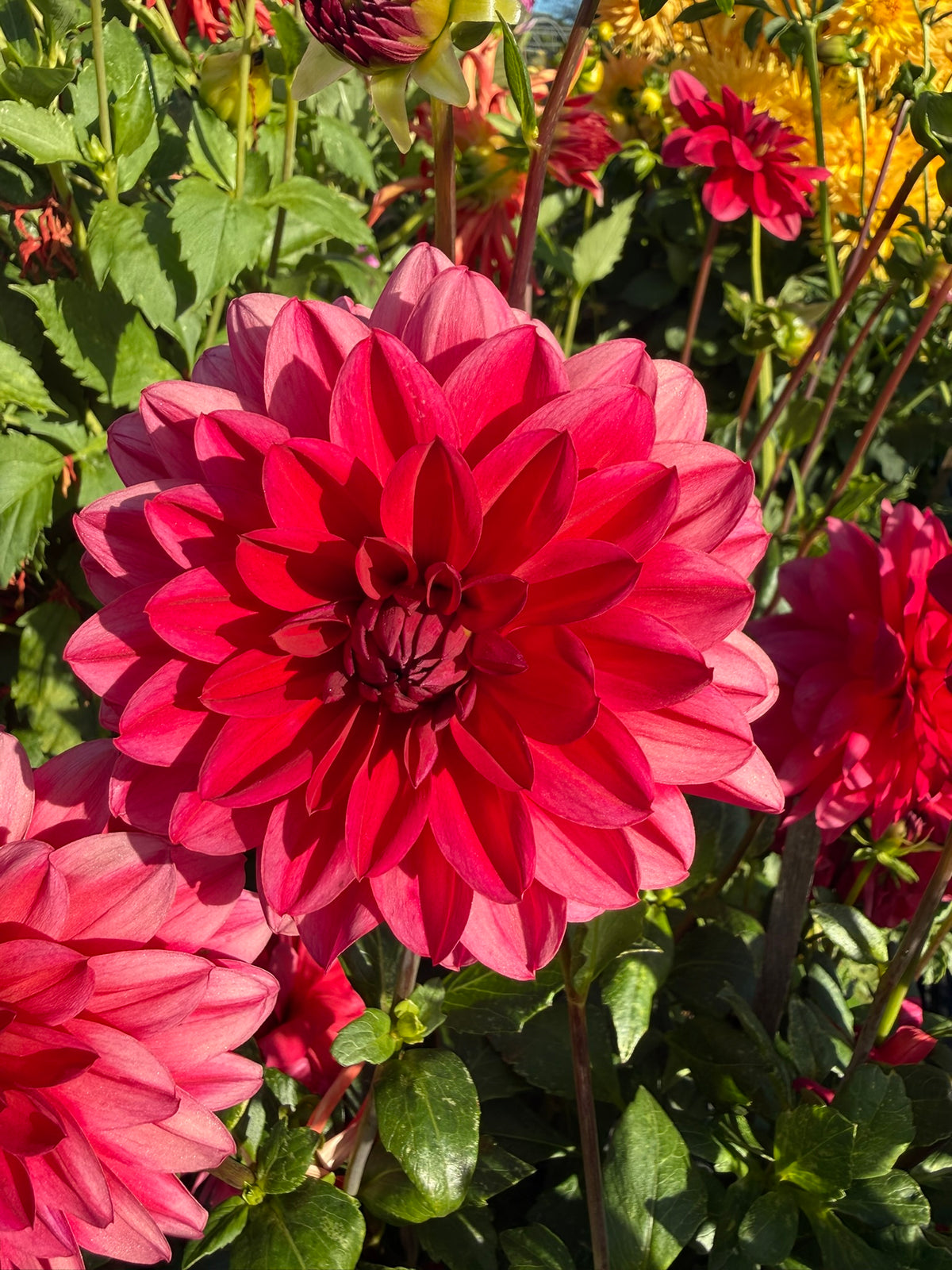 Dahlia - Venus