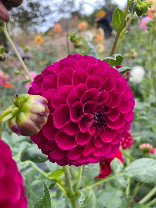 Dahlia - Ryecroft Violet