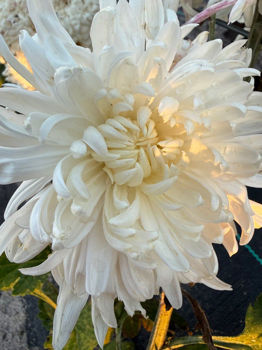 Chrysanthemum - Rooted Cutting - Kokka Kinzan