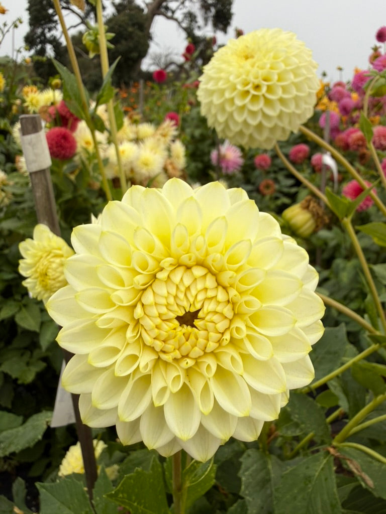Dahlia - Bracken Jupiter