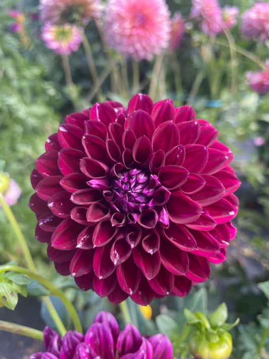 Dahlia - Glenmarc Anne