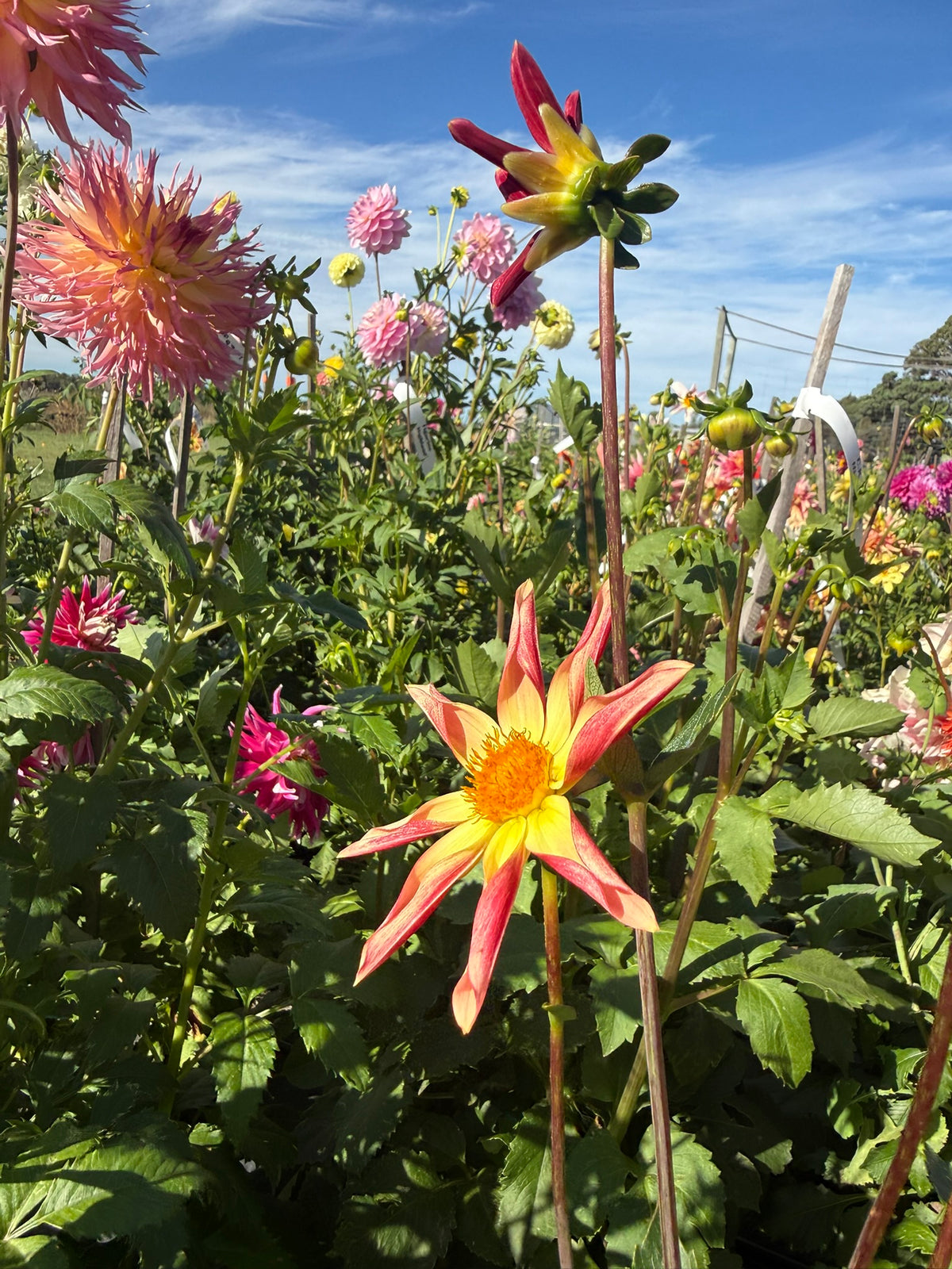 Dahlia - Lillian 'O'