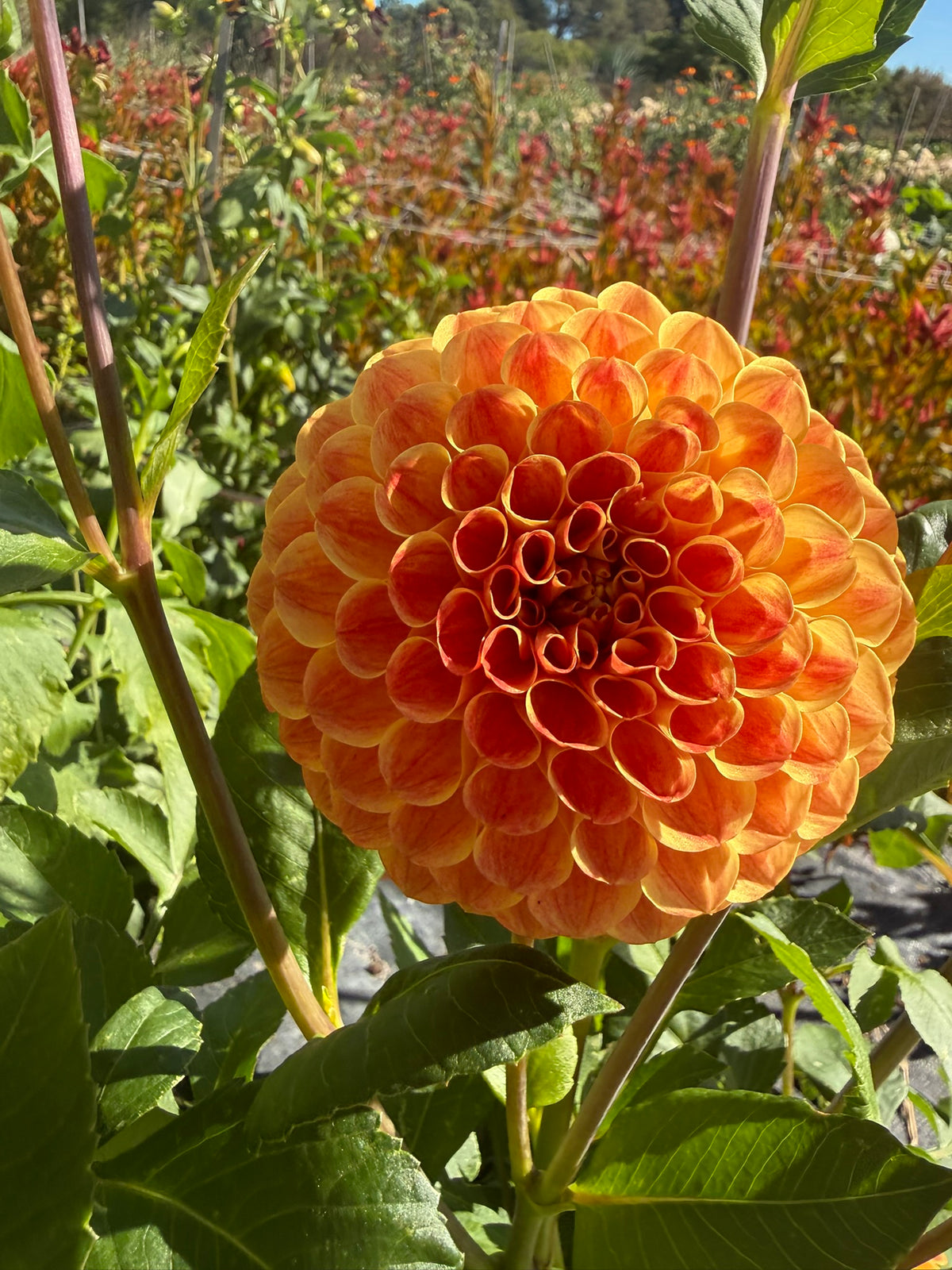 Dahlia - Larva O