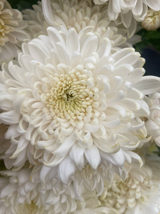 Heirloom Chrysanthemum - Rooted Cutting - Cream Blush