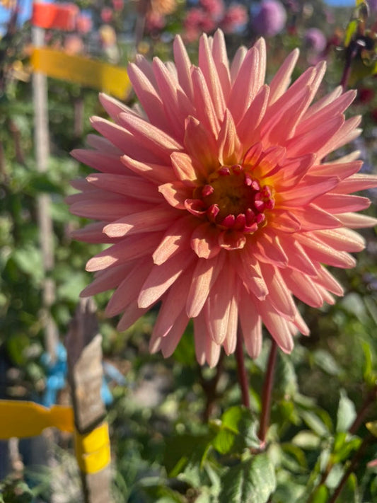 Dahlia Seed - Longwarry Lita