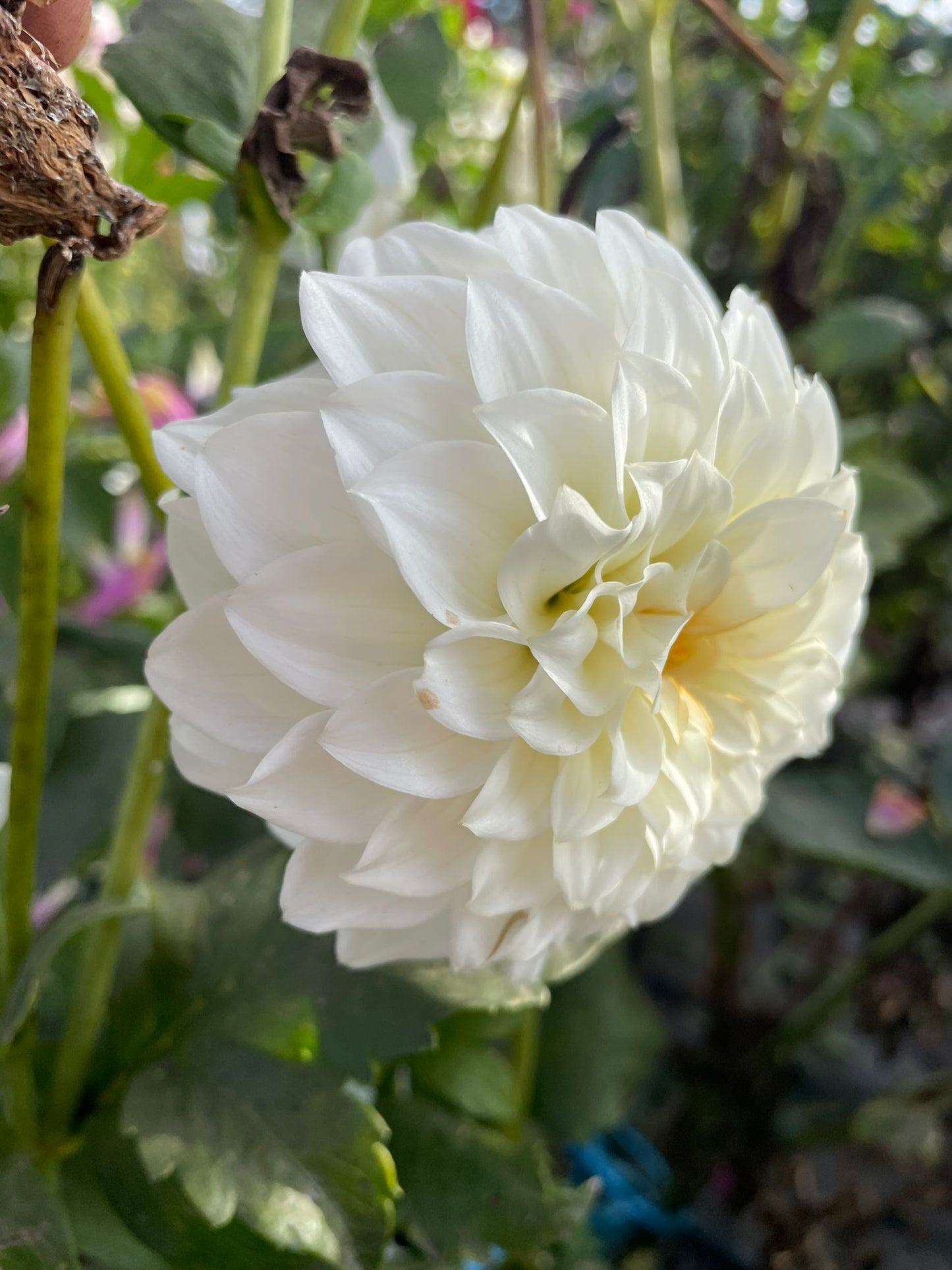 Dahlia - Florelie Nimbus