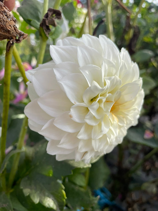 Dahlia - Florelie Nimbus
