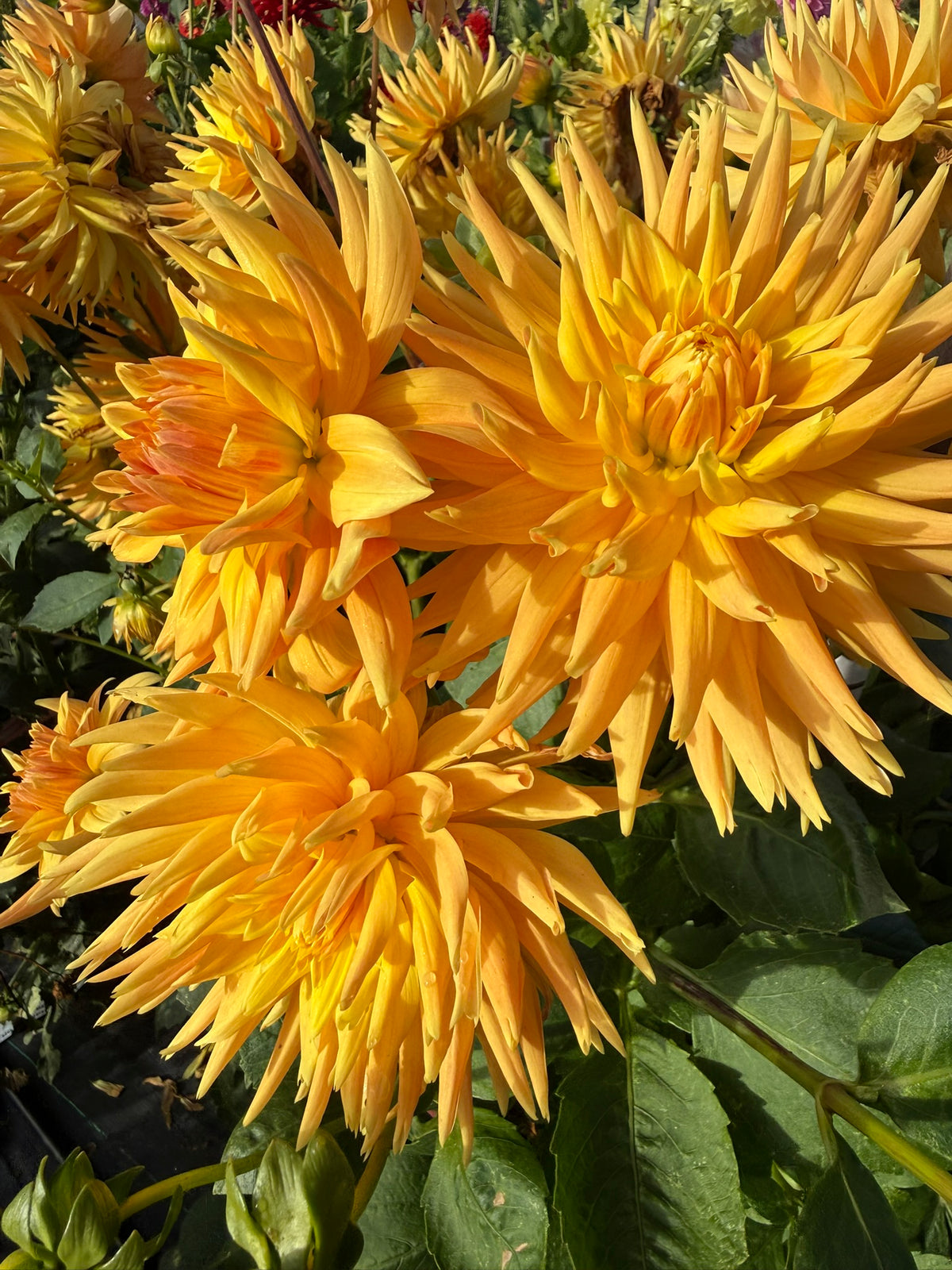 Dahlia - Delbard Soleil Couchant