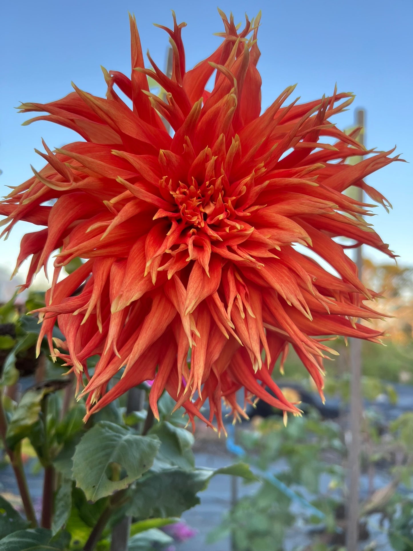 Dahlia - Show & Tell