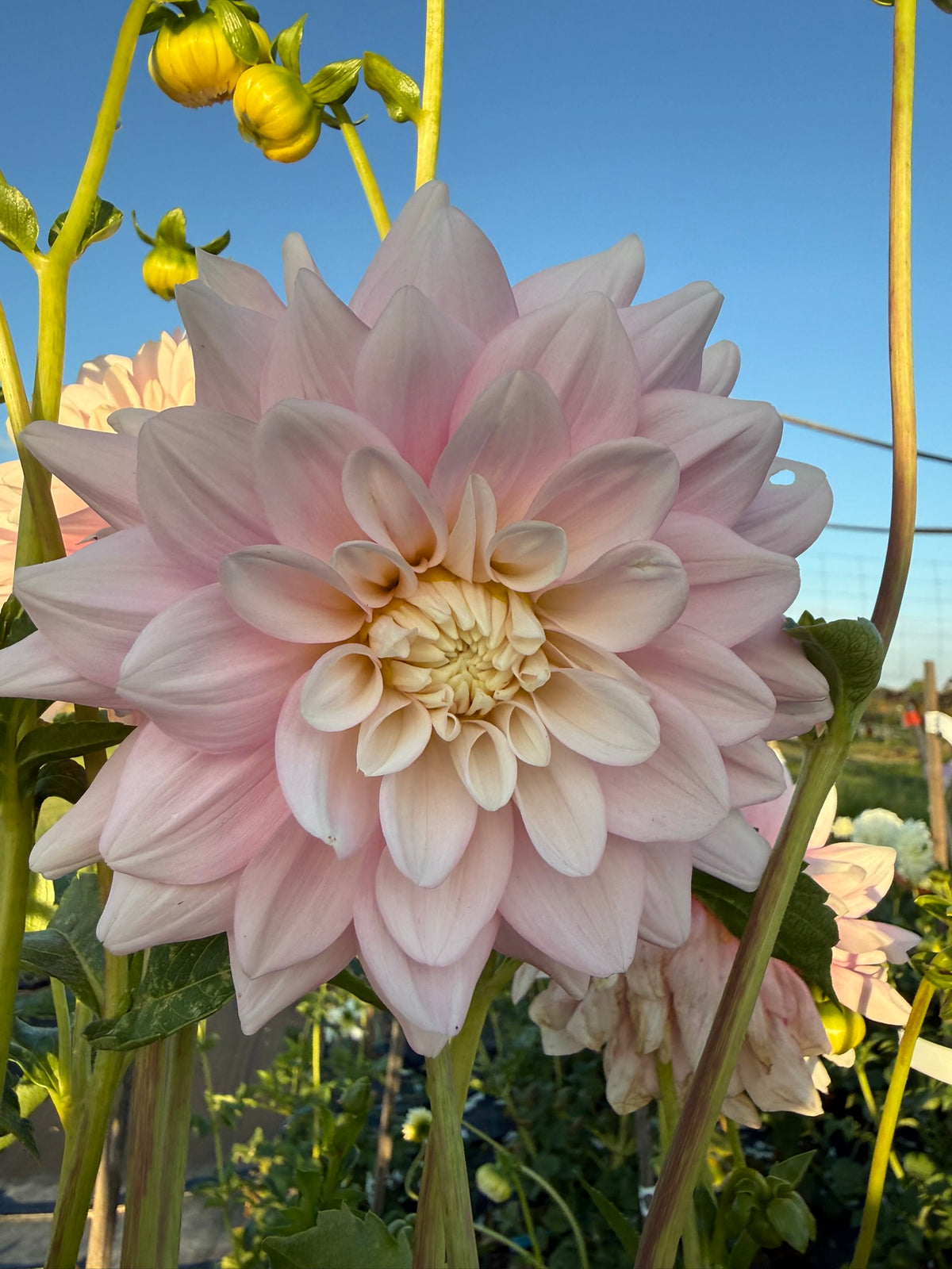 Dahlia - Monolith