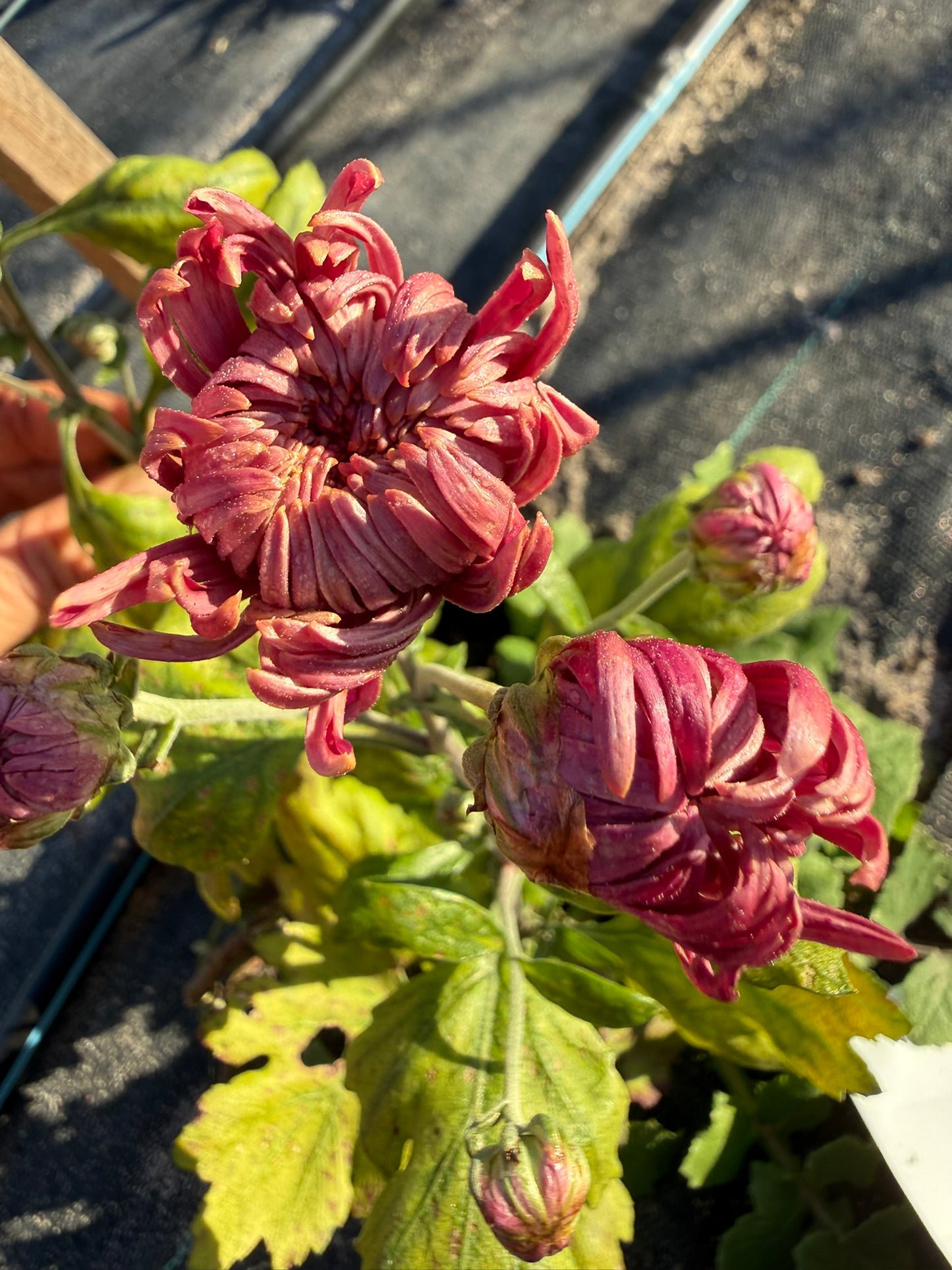 Chrysanthemum - Rooted Cutting - Willunga Surprise