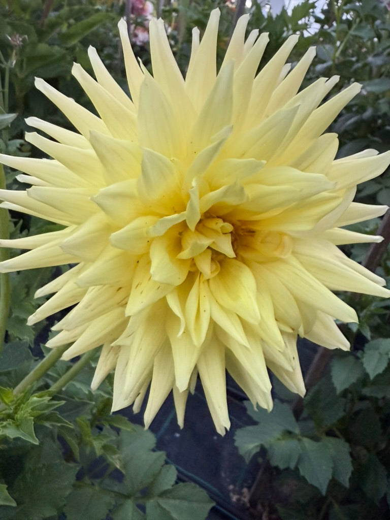 Dahlia - Ryecroft Helen