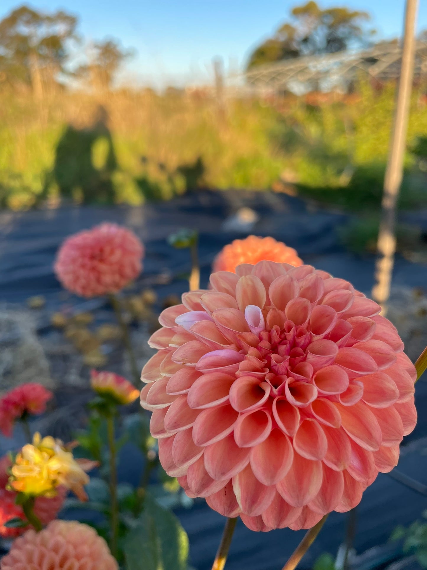 Dahlia - Florelie Angostura