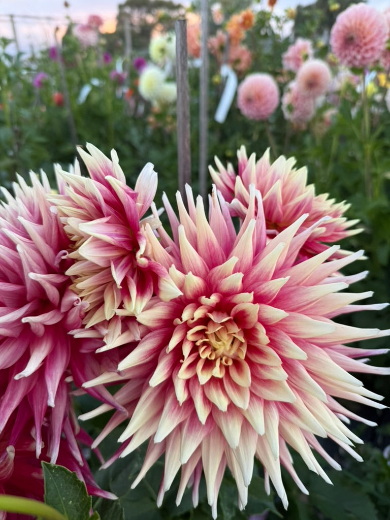 Dahlia - Maxmann