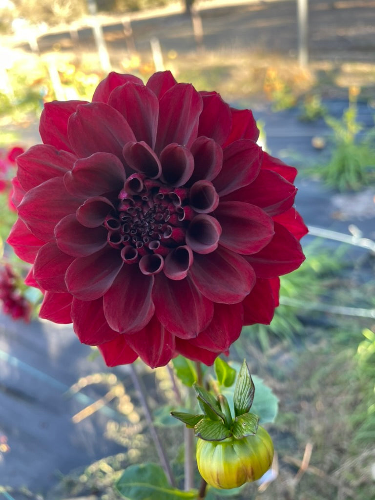 Dahlia - Ned Kelly