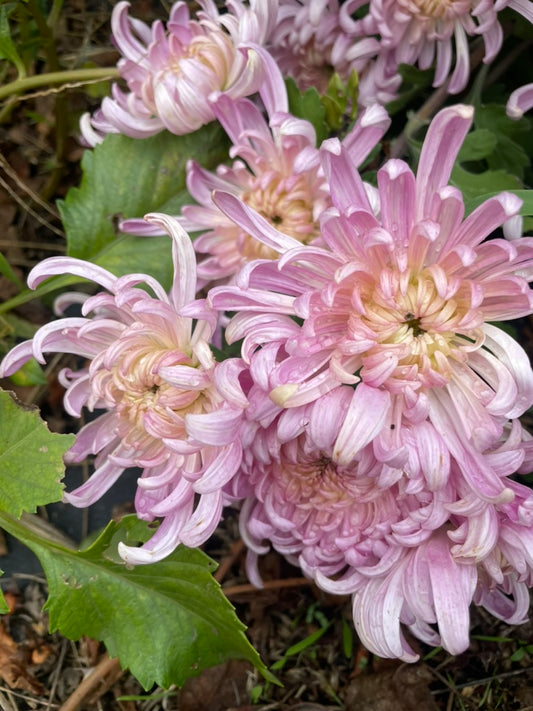 Heirloom Chrysanthemum - Rooted Cutting - Lavender Incurve