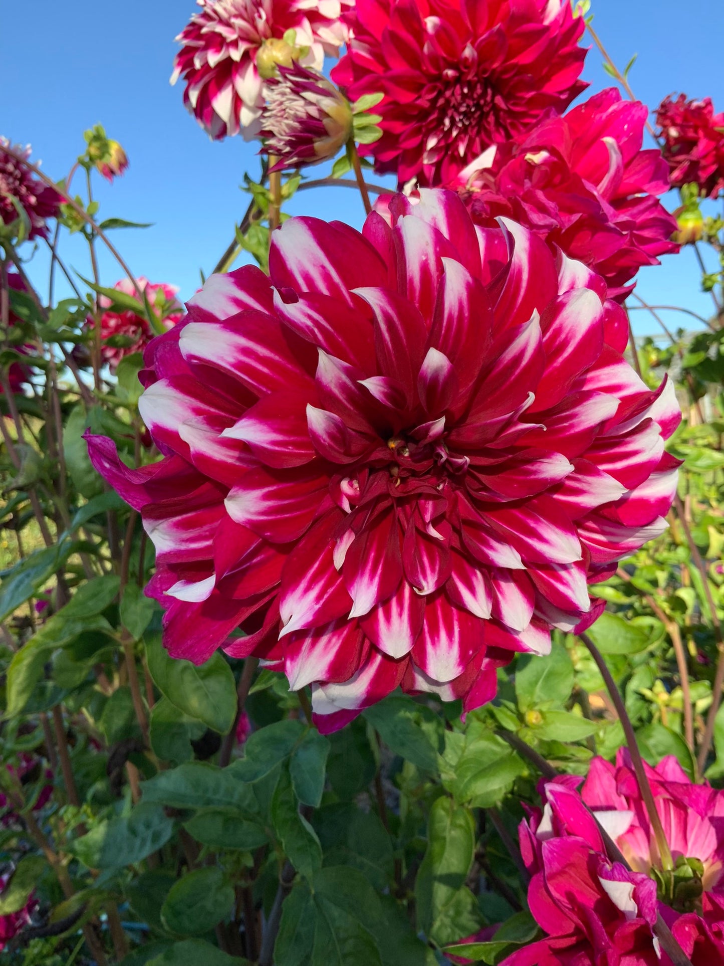 Dahlia - Irene Moorhead