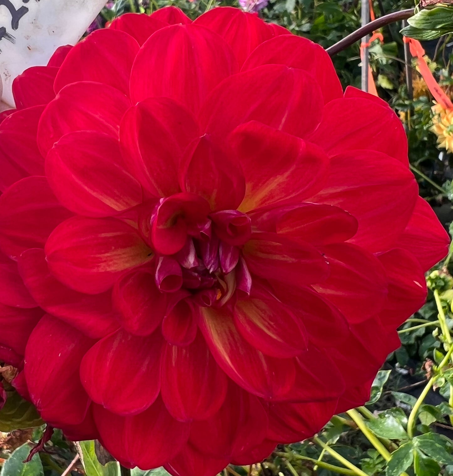 Dahlia - Red Red Red