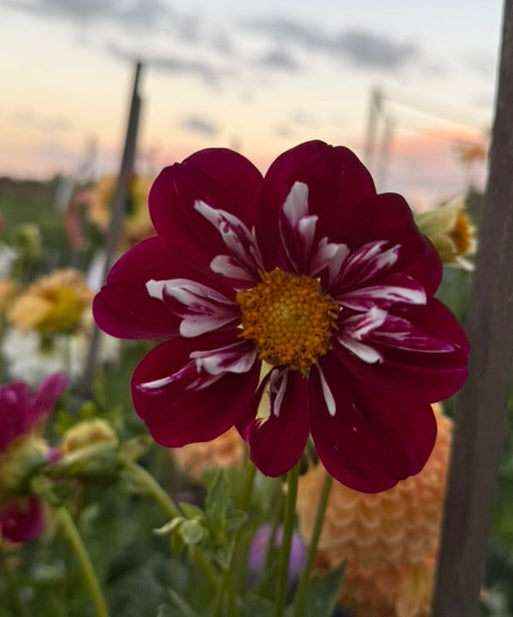 Dahlia - April Portwine