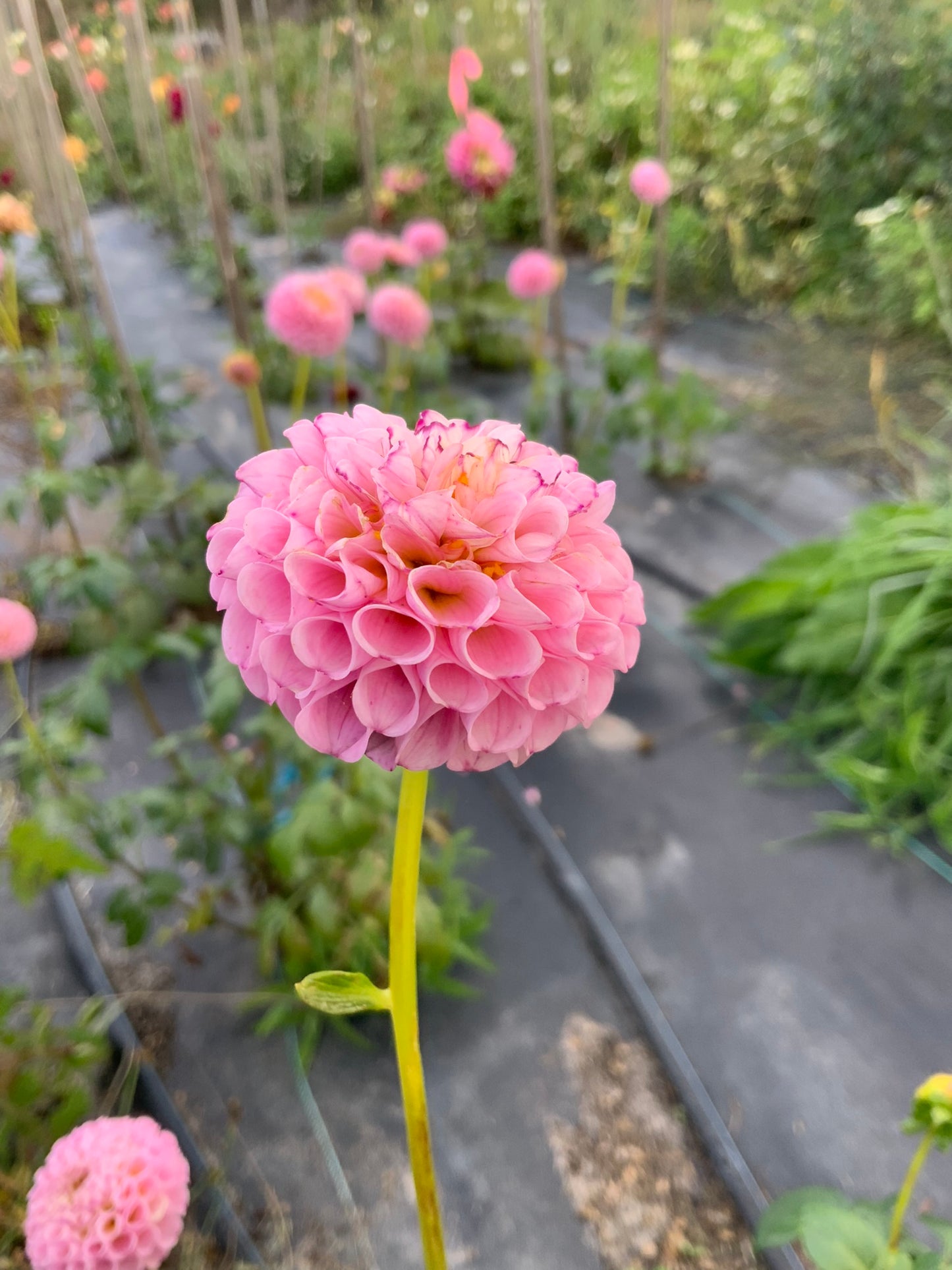 Dahlia - Pam - pink pom