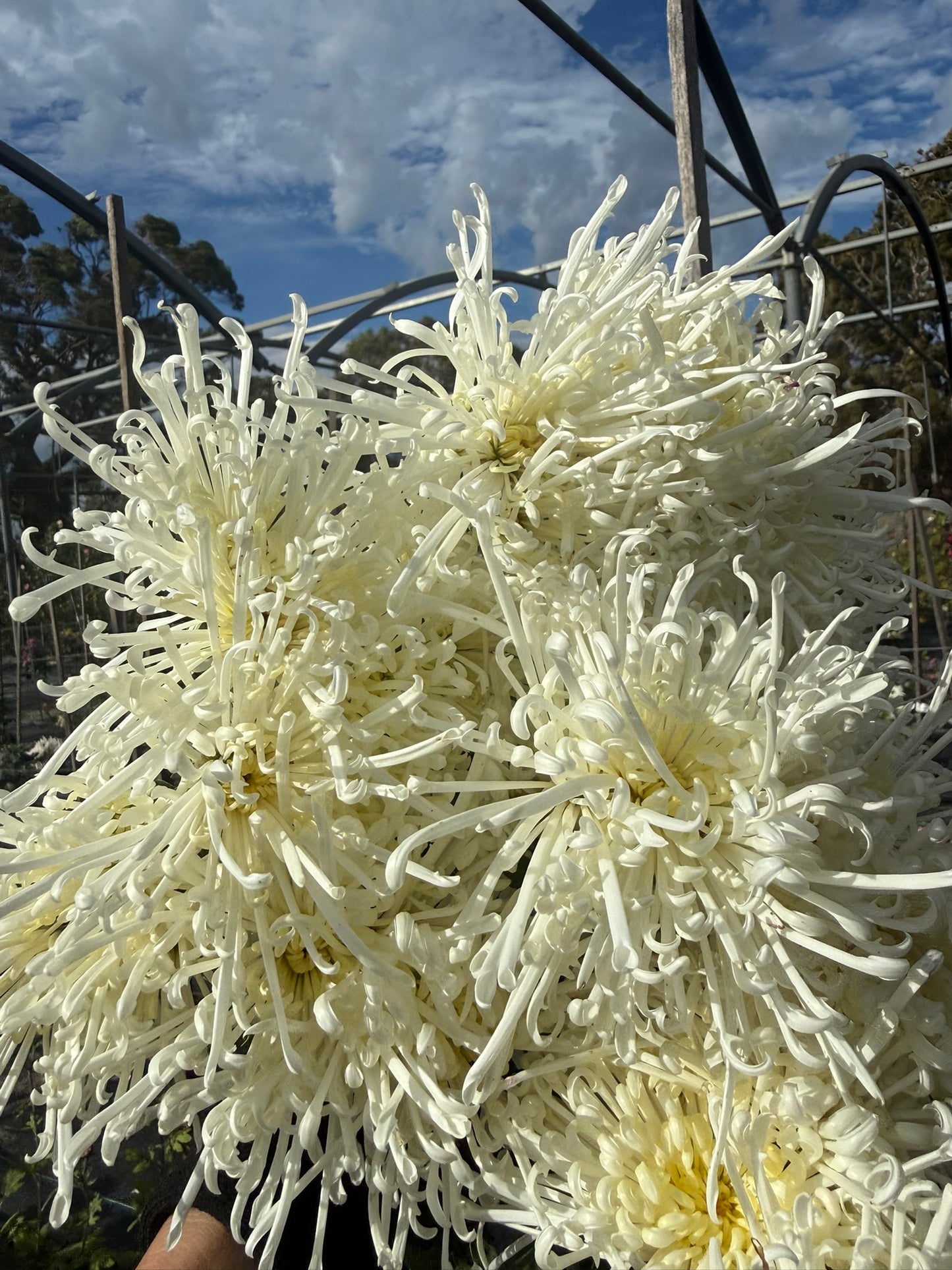 Chrysanthemum - Rooted Cutting -Chesapeake