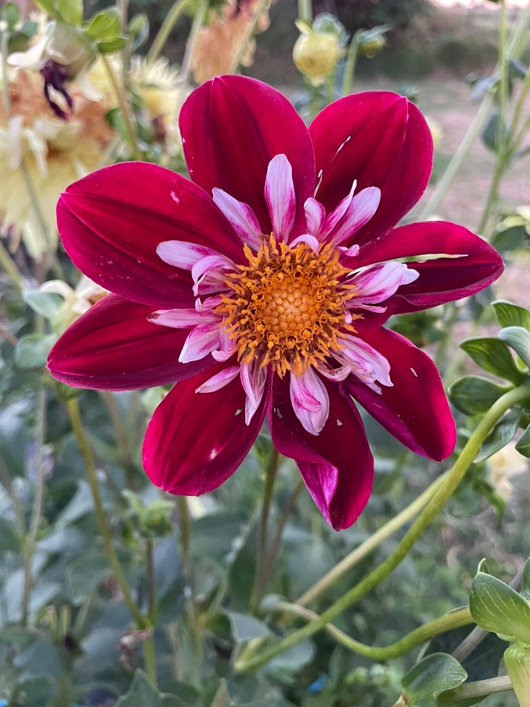 Dahlia - Darbro Marianne